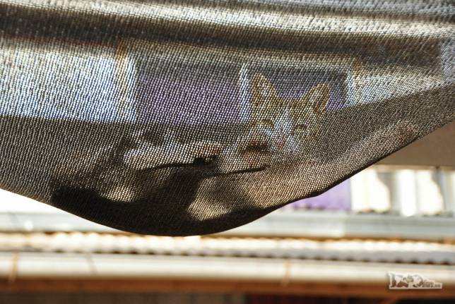 Gato descansa e se espreguiça sobre uma tela no quintal de nosso hotel de estrada entre Victoria e Los Angeles, no sul do Chile